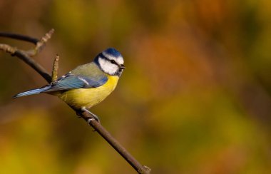 Blue tit, parus caeruleus. The bird sits on a branch in the forest, autumn, beautiful lighting, nice bokeh