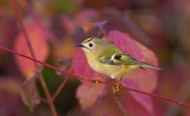 Goldcrest, Regulus regulus. Avrasya 'nın en küçük kuşu, güzel sonbahar yapraklarının arka planında bir dalda oturur.