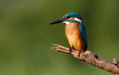 Kingfisher, Alcedo burada. Şafak Kuş kırık bir dala oturur ve dikkatlice nehre bakar, balığın ortaya çıkmasını bekler.