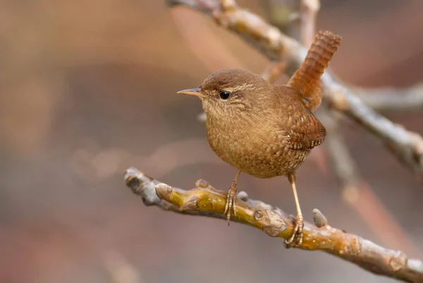 Wren, trogloditler. Bir dalda oturan çok küçük bir kuş, güzel ve yüksek sesle şarkı söylüyor..