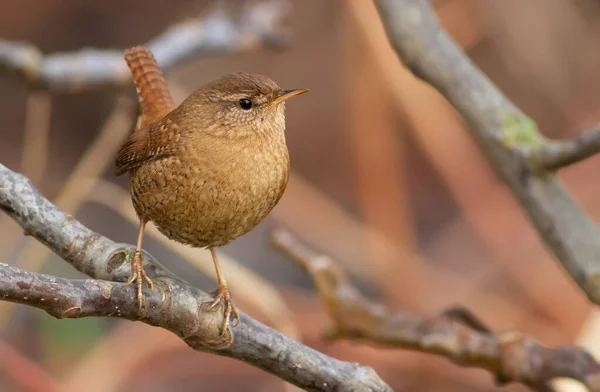 Wren, trogloditler. Bir dalda oturan çok küçük bir kuş, güzel ve yüksek sesle şarkı söylüyor..