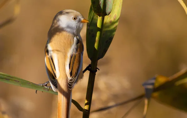 Bearded Tit Panurus Biarmicus Female Bird Hiding Reeds Male Female — Stockfoto