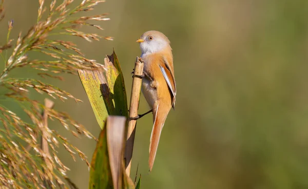 Bearded Tit Panurus Biarmicus Female Bird Sits Dawn Reed She — Stok Foto