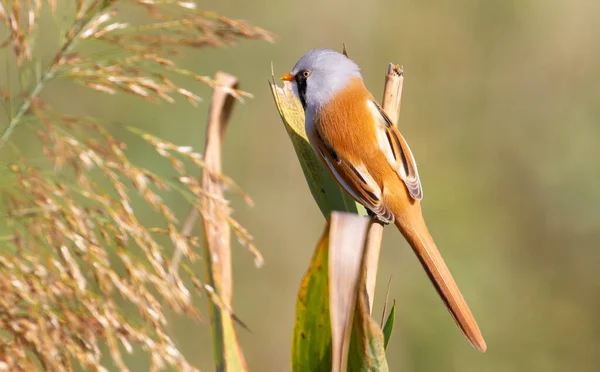 Bearded Tit Panurus Biarmicus Male Bird Climbs Early Morning Reeds — ストック写真