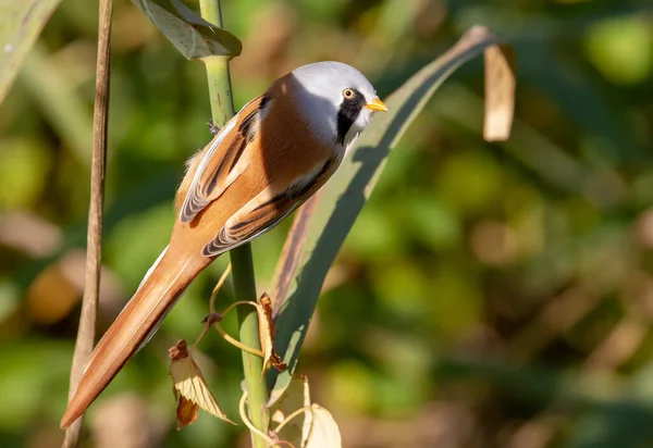 Bearded Tit Panurus Biarmicus Male Bird Climbs Early Morning Reeds — Stock fotografie