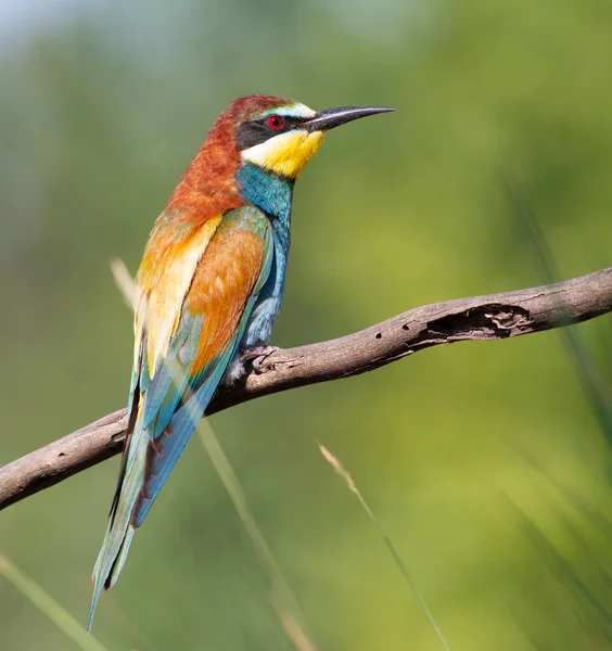 Comedor Abelhas Europeu Merops Apiaster Pássaro Senta Belo Ramo Bokeh — Fotografia de Stock