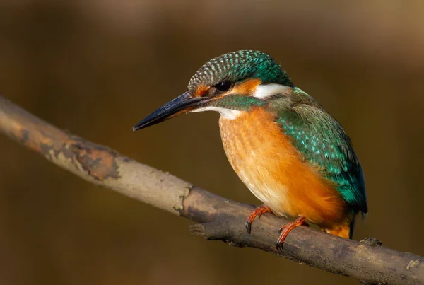 Kingfisher Calcedo Luz Mañana Una Hembra Sienta Una Rama Pajarito — Foto de Stock