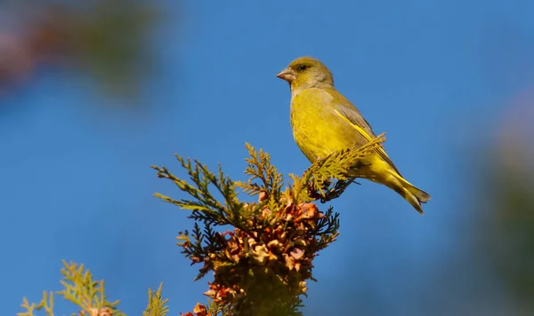 Greenfinch Cloris Chloris Pájaro Sienta Las Ramas Una Thuja Iluminación —  Fotos de Stock