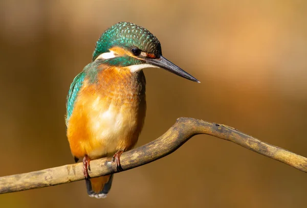 Kungsfiskare Alcedo Morgonljus Hane Sitter Gren Mycket Vacker Liten Fågel — Stockfoto