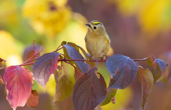 Goldhaube Regulus Regulus Der Kleinste Vogel Eurasiens Sitzt Auf Einem — Stockfoto