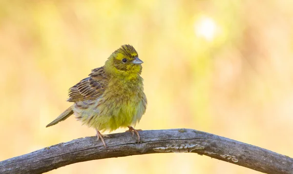 Yellowhammer Emberiza Citrinella Oiseau Jaune Assis Sur Une Vieille Branche — Photo
