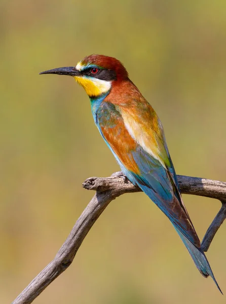 Ommon Bee Eater Merops Apiaster Beautiful Multi Colored Bird Sits — Stock Photo, Image