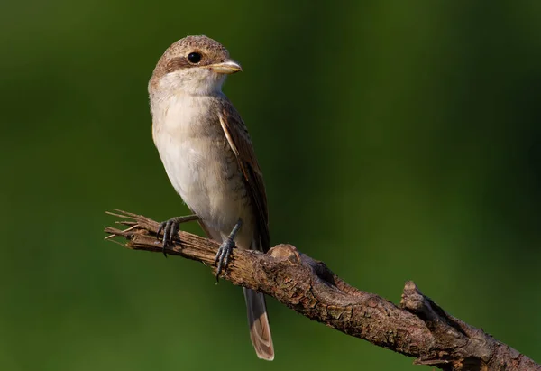 Roodrugklauw Lanius Collurio Een Vogel Zit Een Oude Gebroken Tak — Stockfoto