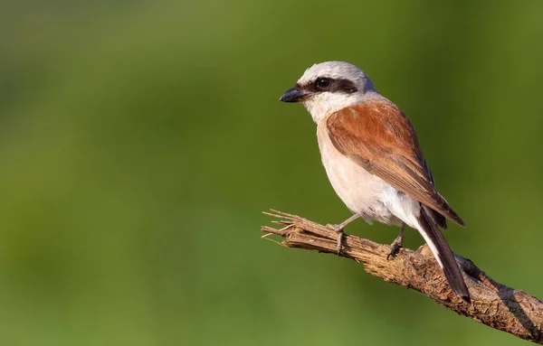 Grillo Dal Dorso Rosso Lanius Collurio Uccello Siede Vecchio Ramo — Foto Stock