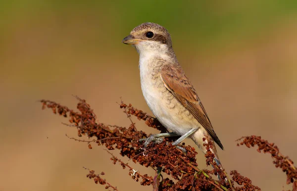 Shrike Con Respaldo Rojo Lanius Collurio Temprano Mañana Buena Iluminación — Foto de Stock