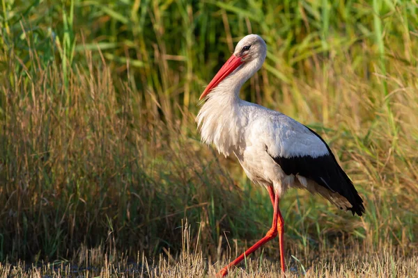 Cigüeña Blanca Ciconia Ciconia Pájaro Está Caminando Prado Dawn Los — Foto de Stock