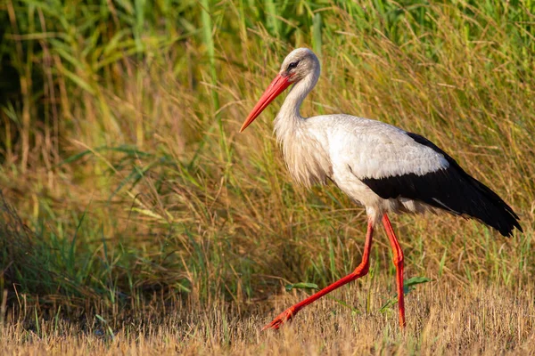 Cigüeña Blanca Ciconia Ciconia Pájaro Está Caminando Prado Dawn Los — Foto de Stock