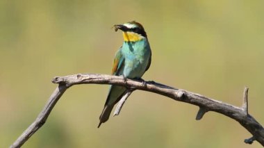 Sıradan arı yiyici, merops apiaster. Kuş bir dala oturur. Güzel sabah ışığı, güzel bokeh. Avını gagasında tutar.