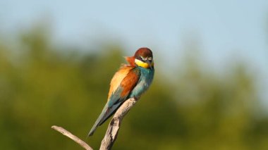 Sıradan arı yiyici, merops apiaster. Kuş bir dala oturur. Güzel sabah ışığı, güzel bokeh.