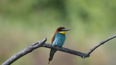 Sıradan arı yiyici, merops apiaster. Kuş bir dala oturur. Güzel sabah ışığı, güzel bokeh.