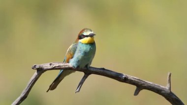 Sıradan arı yiyici, merops apiaster. Kuş bir dala oturur. Güzel sabah ışığı, güzel bokeh.