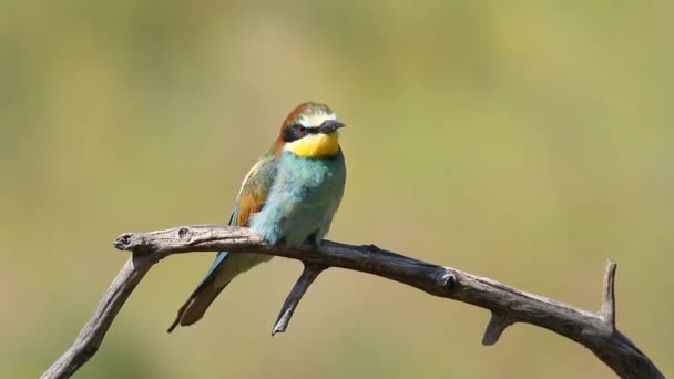 Common Bee Eater Merops Apiaster Bird Sits Branch Beautiful Morning — Stock Video