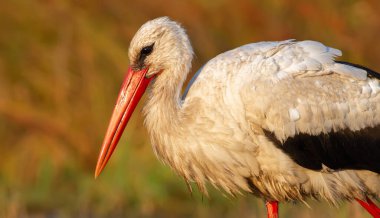 Beyaz leylek, Ciconia ciconia. Yakın plan. Bir kuş yiyecek aramak için çayırda yürüyor. Şafak, modeli sıcak ışınlarla aydınlatır.