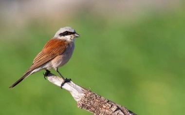 Kırmızı sırtlı örümcekkuşu, Lanius Collurio. Yetişkin bir erkek eski bir dala oturur, periyodik olarak uçar ve avını yakalar.