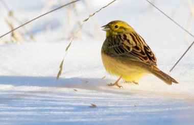 Sarı Çekiç, Goldammer, Emberiza Citrinella. Güneşli bir kış sabahı. Bir kuş yiyecek aramak için karda yürür..