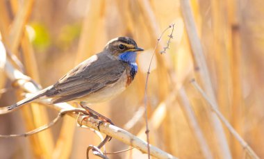 Bluethroat, Luscinia svecica, siyanekül. Kuş nehirdeki sazlıklarda yaşıyor. Sabahları bir sapın üzerine oturur ve şarkı söyler