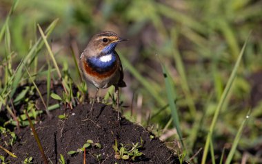 Bluethroat, Luscinia svecica, siyanekül. Kuş nehirdeki sazlıklarda yaşıyor. Sabahları yiyecek aramak için yeryüzünde yürür.