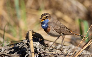 Bluethroat, Luscinia svecica, siyanekül. Kuş nehirdeki sazlıklarda yaşıyor. Sabahları yiyecek aramak için dünyada yürür ve çok güzel bir şarkı söyler.