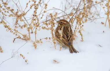 Yaygın sazlık, Emberiza schoeniclus. Kuş bitkinin tohumlarını yer. Bulutlu bir kış sabahı, kar yağıyor..