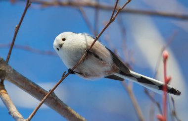 Long-tailed tit, Aegithalos caudatus. Sunny winter morning, a bird flies from branch to branch in search of food.