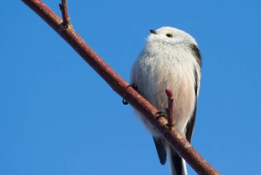 Long-tailed tit, Aegithalos caudatus. Sunny winter morning, a bird flies from branch to branch in search of food. Close-up