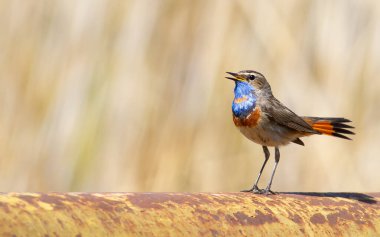 Bluethroat, Luscinia svecica. Kuş nehrin yanındaki eski bir gaz borusunun üzerinde otururken şarkı söylüyor..