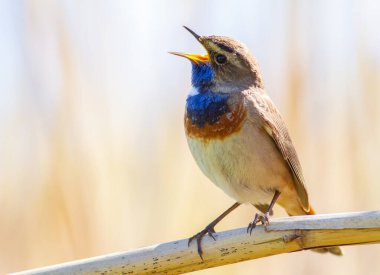 Bluethroat, Luscinia svecica. Kırık bir saz sapında oturan kuş ötüyor.