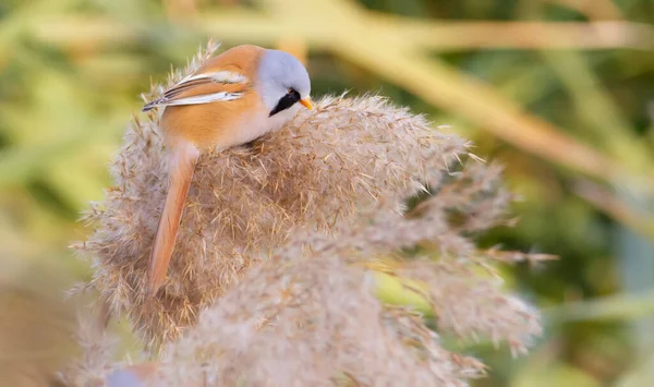 Bearded Tit Panurus Biarmicus Male Bird Sits Top Reed Soft — ストック写真
