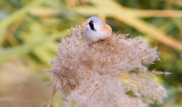 Bearded Tit Panurus Biarmicus Male Bird Sits Top Reed Soft — Stock Photo, Image