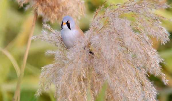 Bearded Tit Panurus Biarmicus Male Bird Sits Top Reed Soft — Stock Photo, Image