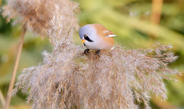 Bearded Tit Panurus Biarmicus Male Bird Sits Top Reed Soft — Stockfoto