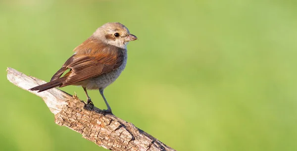 Pie Grièche Dos Rouge Lanius Collurio Une Nana Est Assise — Photo