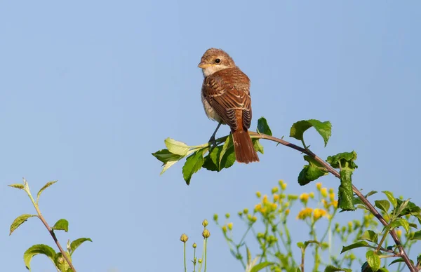 Rotrückenwürger Lanius Collurio Ein Junger Vogel Sitzt Auf Einem Frischen — Stockfoto