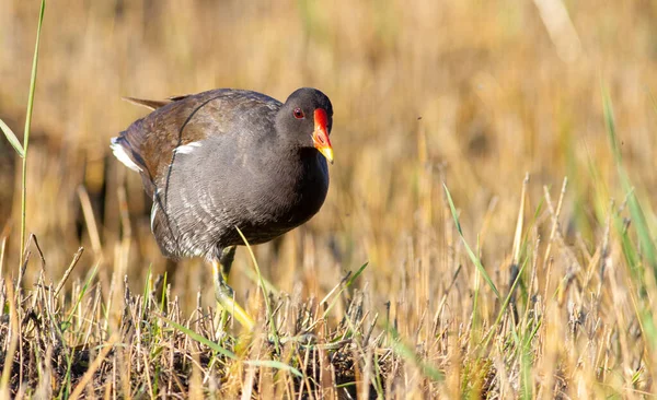 Moorhen, gallinule, Gallinula. - Günaydın. Bir kuş sulak alanlarda yiyecek aramak için yürür.