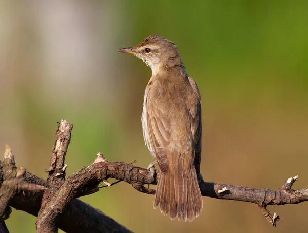 Grande Paruline Roseau Acrocephalus Arundinaceus Oiseau Assis Sur Une Branche — Photo