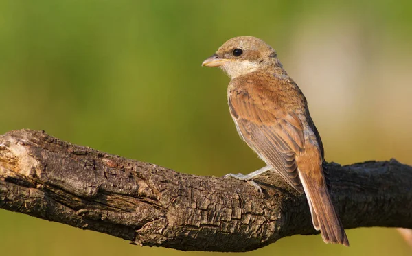 Roodrugklauw Lanius Collurio Vroeg Ochtend Zit Een Jonge Vogel Een — Stockfoto