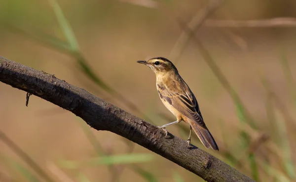 Heckensänger Acrocephalus Schoenobaenus Frühen Morgen Flog Der Vogel Aus Dem — Stockfoto