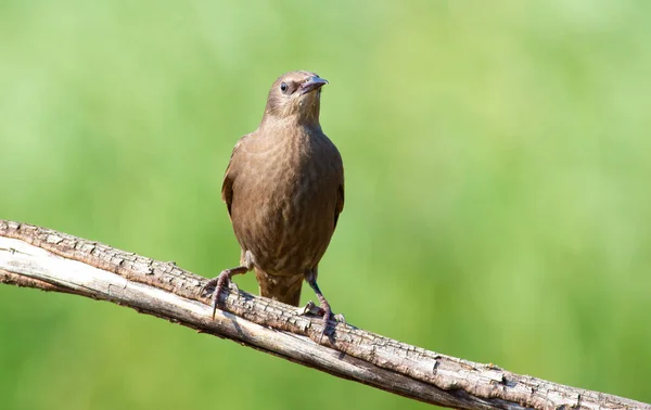 Common Starling Sturnus Vulgaris Young Bird Morning Sits Old Dry — Stock Photo, Image