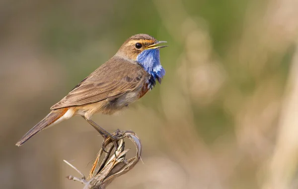 Bluethroat Luscinia Svecica Bird Sits Broken Cane Stalk Sings — Stock Photo, Image