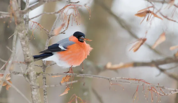 Pinzón Común Pyrrhula Pyrhula Día Helado Invierno Pájaro Macho Sienta — Foto de Stock